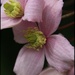 Clematis Montana by craftymeg