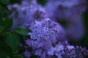 22nd May 2013 - Lilacs