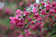 22nd May 2013 - Blossoms