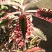 Prehistoric Plant by msfyste