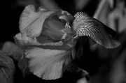 22nd May 2013 - Iris in B&W (with little drops on it)