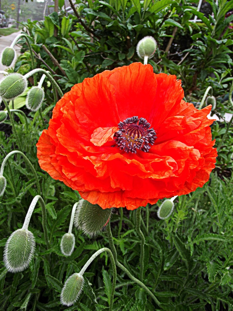 poppy by summerfield
