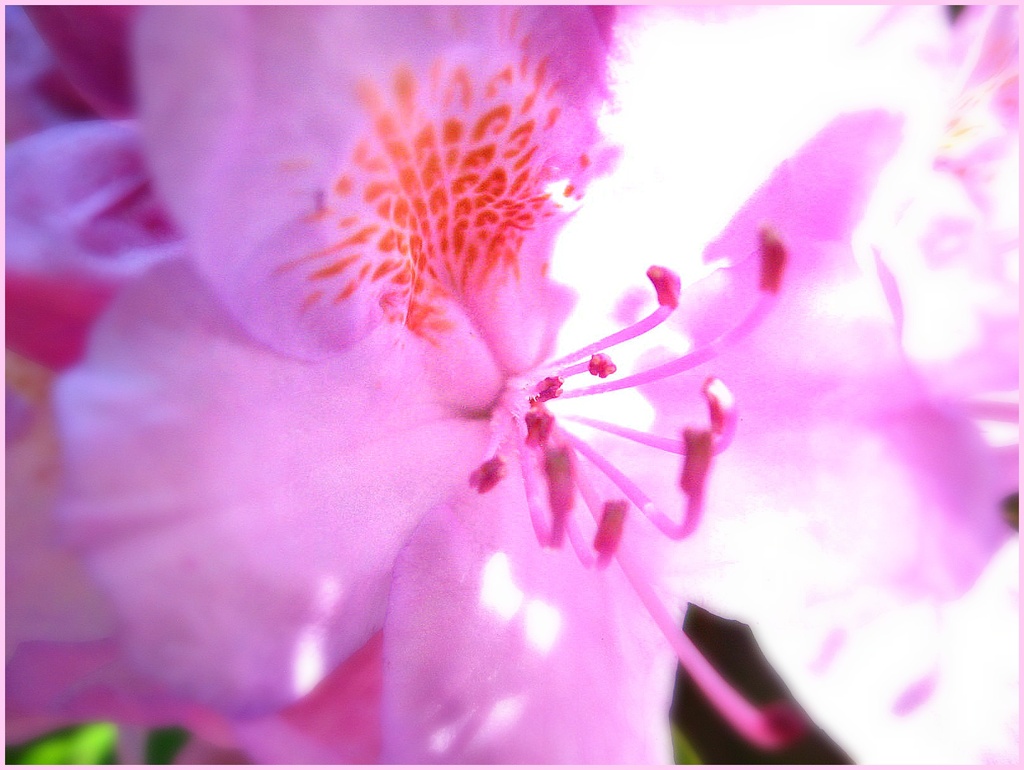 Rhododendron Blossom by olivetreeann