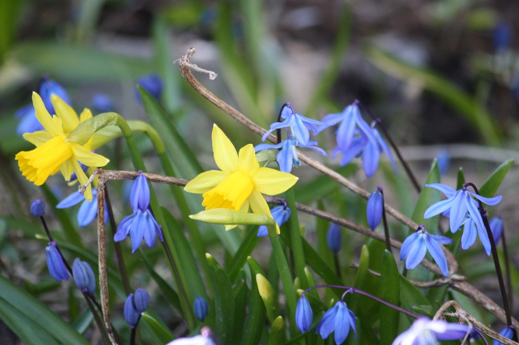 Small Daffodils and Siberian squills by annelis