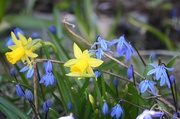 6th May 2013 - Small Daffodils and Siberian squills