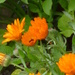 Marigolds by lellie