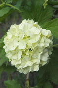 19th May 2013 - viburnum flower