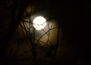 23rd May 2013 - moon and branches