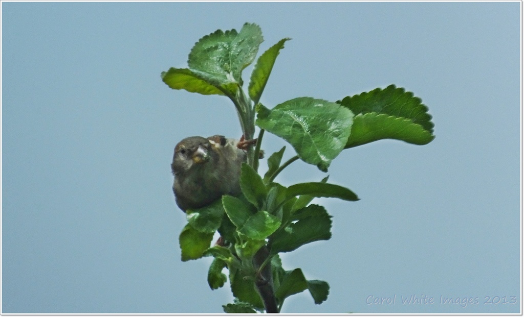 Sparrow In The Tree Top by carolmw