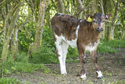 22nd May 2013 - calf and ancient hawthorn hedge