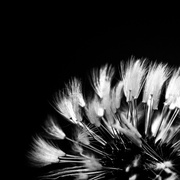 23rd May 2013 - Dandelion-white on black