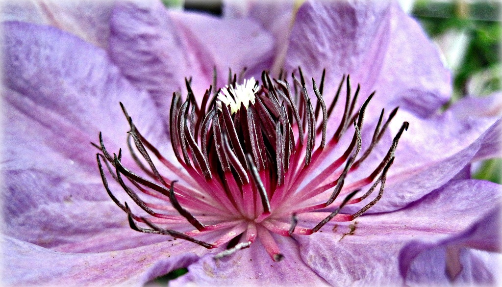 clematis flower by quietpurplehaze