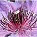 clematis flower by quietpurplehaze