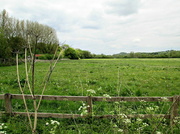 23rd May 2013 - Hampshire countryside near Twyford