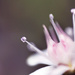 pre-rain flower by pocketmouse