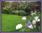 23rd May 2013 - A corner of my garden