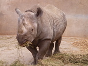 22nd May 2013 - Playing with rhinos