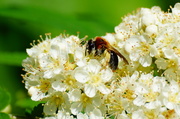 23rd May 2013 - BEE IS FOR BLOSSOM