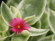 21st May 2013 - “Heartleaf Iceplant”