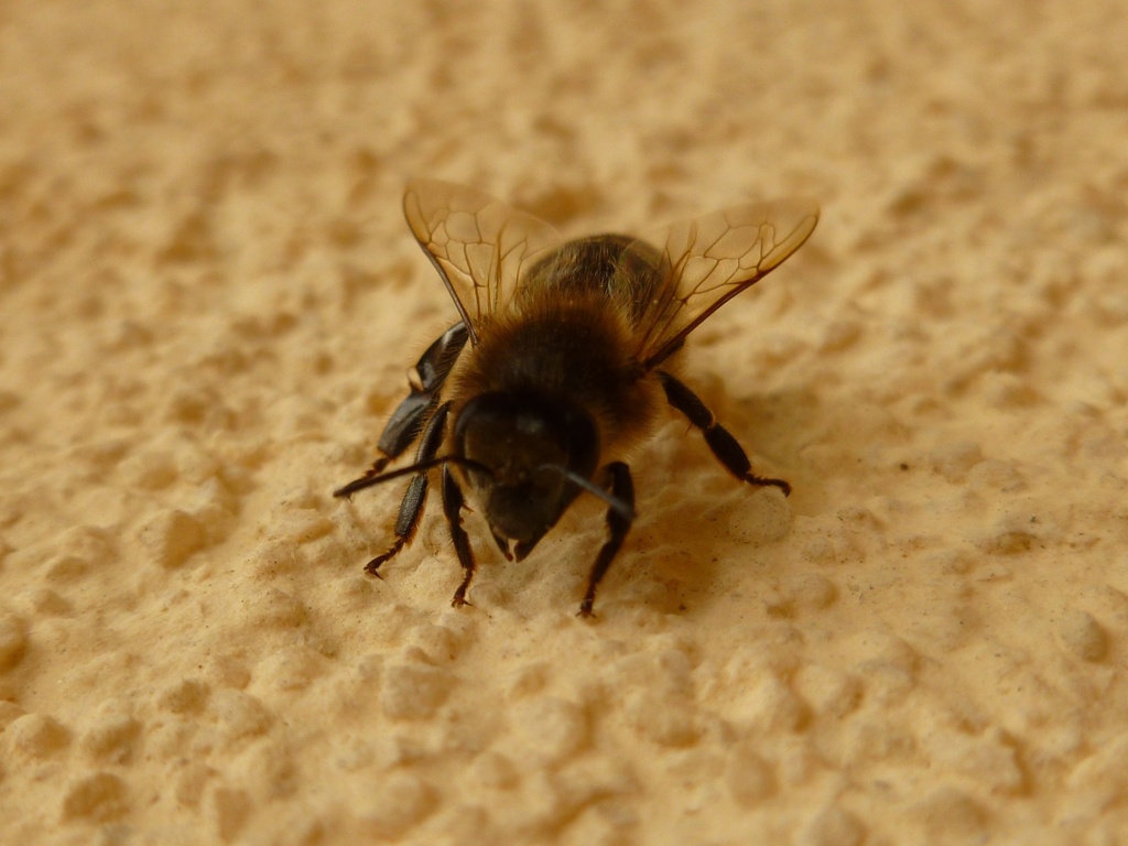 Bee by gabis