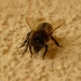Bee by gabis
