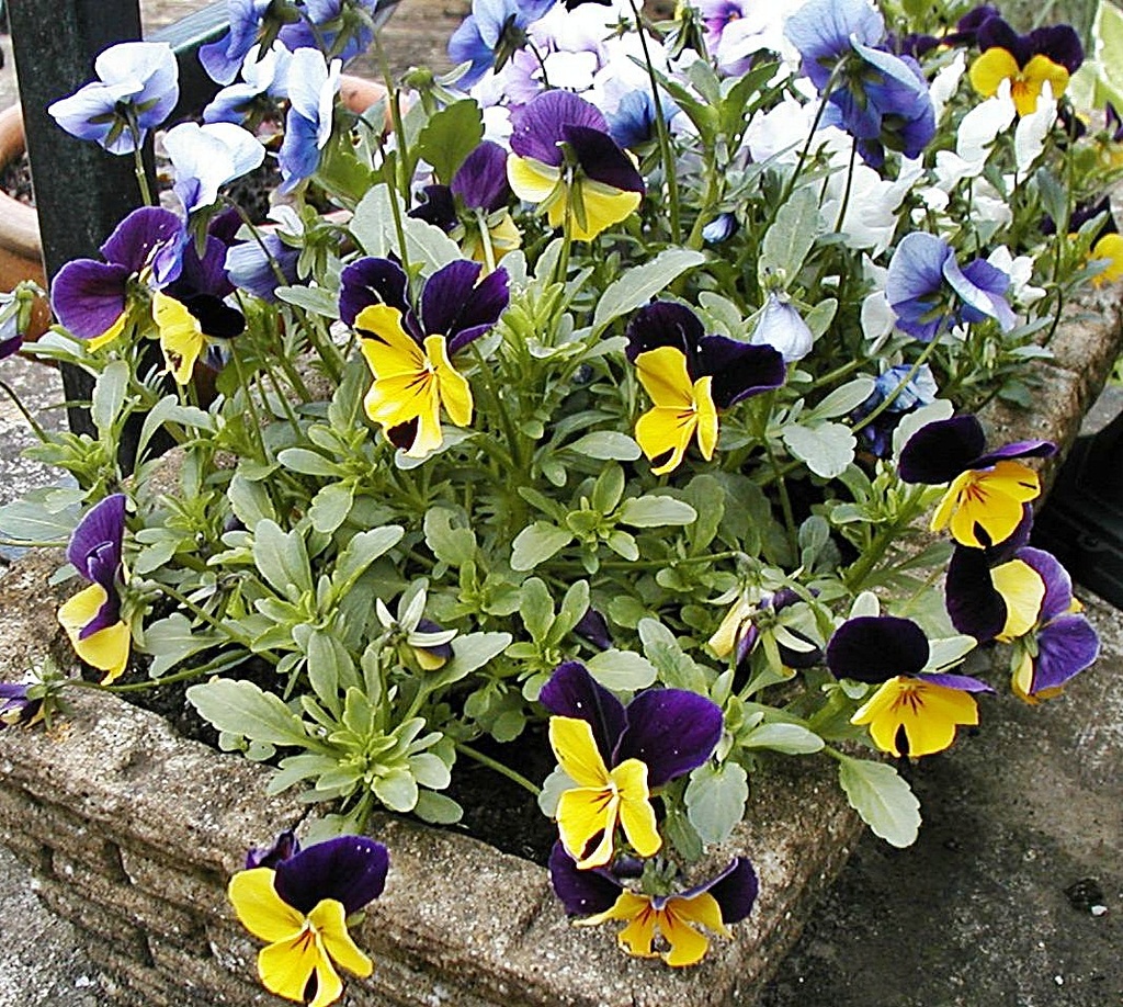 Just a Pot of Violas by ladymagpie