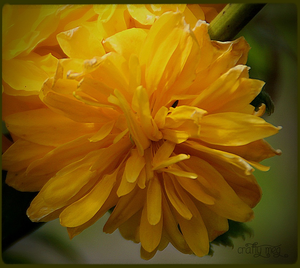 Floral sunshine by craftymeg