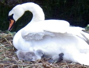 23rd May 2013 - Swan and cygnet.