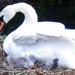 Swan and cygnet. by bizziebeeme