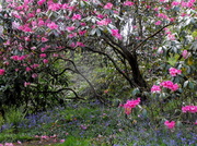 23rd May 2013 - Bluebells and Rhododendrons....