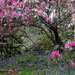 Bluebells and Rhododendrons.... by snowy