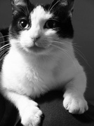 23rd May 2013 - Black and white cat - 23-5