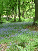 23rd May 2013 - Evil-ish bluebell wood