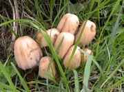 21st May 2013 - Toadstools