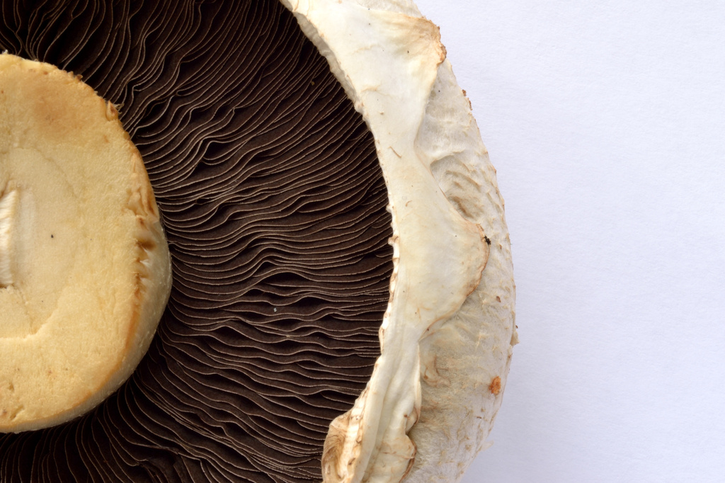 Mushroom by richardcreese