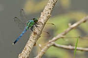 23rd May 2013 - Blue Dasher
