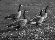 23rd May 2013 - Geese