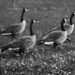 Geese by darylo
