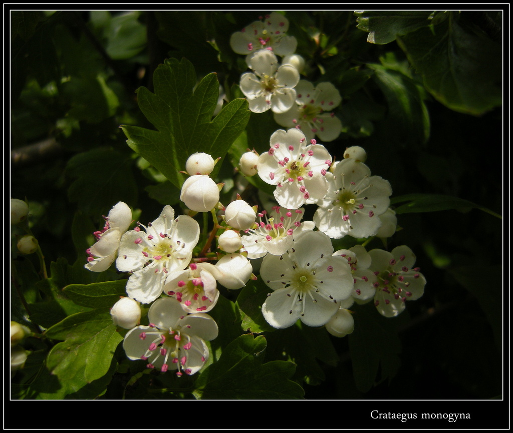Crataegus ( Hawtorn - Tornapple - Hawberry ) by pyrrhula