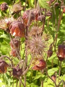 23rd May 2013 - Geum Rivale