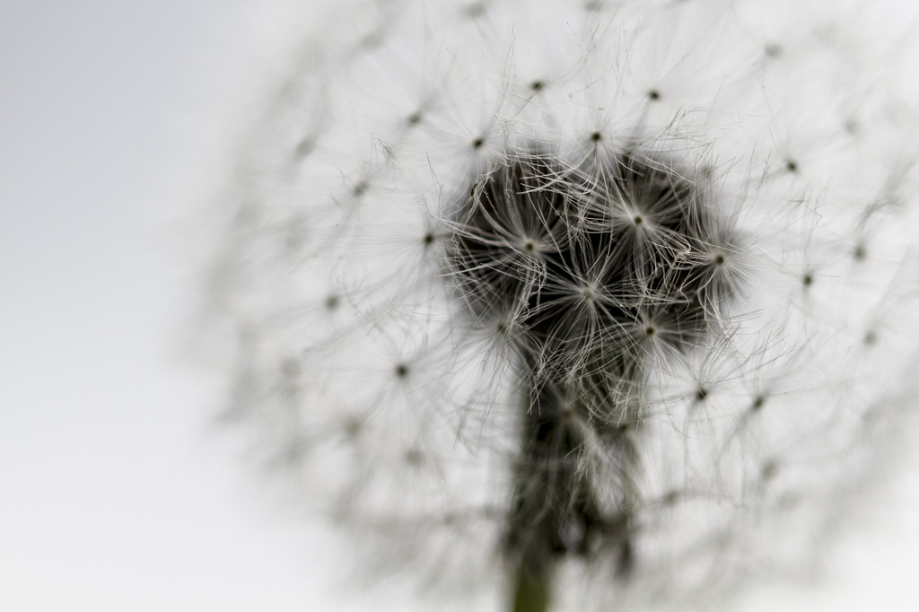 another dandelion clock by jantan