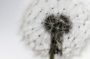 23rd May 2013 - another dandelion clock