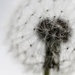 another dandelion clock by jantan