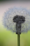 23rd May 2013 - Dandelion, light and focal point
