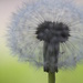 Dandelion, light and focal point by tosee