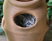 23rd May 2013 - Cat planter