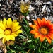 Daisies - Bright As The Sun by mozette