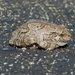 Frog by dakotakid35