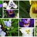 iris by summerfield