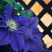Clematis on Lattice by pflaume